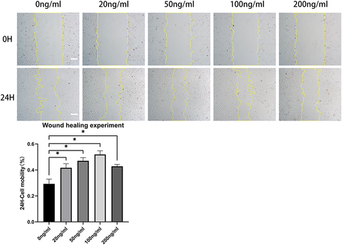 Figure 3 R-PGRN promotes fibroblast migration. Compared with the migration rate in the control group (0.2928 ± 0.03589), r-PGRN promoted the migration of fibroblasts in the experimental groups (0.4167 ± 0.032, 0.4705 ± 0.02451, 0.5193 ± 0.02790, and 0.4282 ± 0.01435). This promoting effect had a certain dose dependence in a concentration range of 0–100 ng/mL. Data are shown as the mean ± SEM (n = 3) (scale bar = 100 µm; *p < 0.05 vs control).