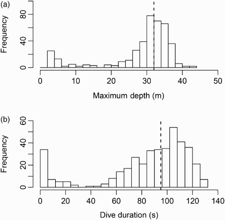 Figure 1. Histograms of (a) maximum depth (metres) and (b) dive duration (s). Dashed lines denote median values.
