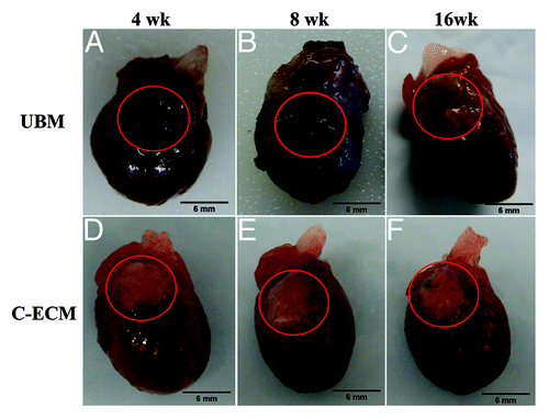 Figure 2. Macroscopic images of the patched area of rat hearts at 4, 8, and 16 weeks after implantation. (A) UBM patches were incorporated into the native tissue by 4 weeks after surgery. (A–C) The original white color of the patches were not evident at any time point. (D–F) C-ECM patches retained a whitish appearance and preserved the native thickness of the ventricle wall through the end point of the study.