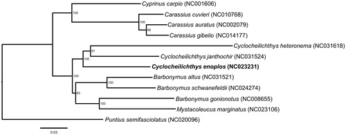 Figure 1. Maximum-likelihood (ML) phylogenetic tree of C. enoplos and the other 11 species using P. semifasciolatus as an outgroup. Number above each node indicates the ML bootstrap support values.