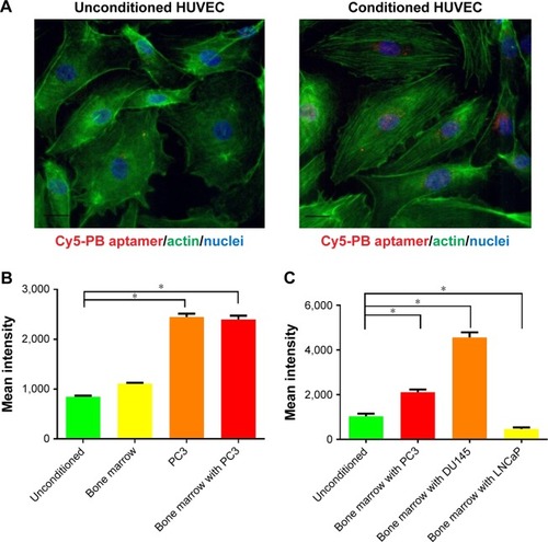 Figure 4 (A) Increased PB aptamer uptake in HUVEC grown in PC3 prostate cancer cell-conditioned medium under fluorescence microscopy (red: Cy5-PB aptamer; green: actin; blue: nuclei). Scale bar: 20 μm. (B) Increased PB aptamer uptake in HUVECs grown in PC3 prostate cancer cell-conditioned medium (P<0.05). (C) Increased PB aptamer uptake in HUVECs grown in bone marrow with PC3 or DU145 prostate cancer cell-conditioned medium, while decreased PB aptamer uptake in HUVECs grown in bone marrow with LNCaP prostate cancer cell-conditioned medium (*P<0.05).Abbreviation: HUVECs, human umbilical vein endothelial cells.