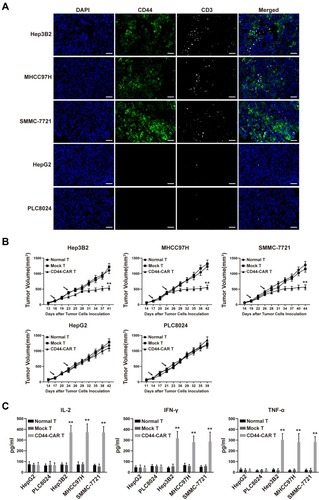 Figure 5 In vivo antitumor activity of CD44-CAR T cells against HCC. (A) HCC xenograft mice were given 1×107 effector cells treatment. After mice were sacrificed, tumor tissues of CD44-CAR T cells treated mice were harvested. Immunofluorescence images showed different CD44 expression and T cells infiltration (anti-CD3 staining) in five types of HCC cells. Scale bar = 50 μm. (B) After the tumor volume of xenograft mice reached about 100mm3, effector cells were injected twice (arrows marked). The volumes of xenograft mice tumors were recorded for statistical analysis. (C) One hundred μL of peripheral blood from treated mice on day 7 were obtained for the in vivo cytokine secretion assay according to the ELISA kit instrument. All statistics are presented as the means ± SDs, n = 5 for each group, ** P<0.05 vs normal T and mock T groups.