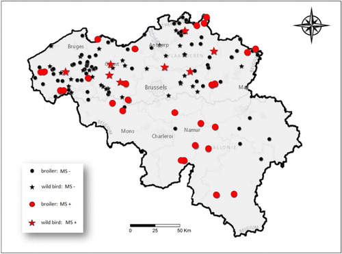 Figure 2. Map of Belgium showing all M. synoviae-negative (black) locations and M. synoviae-positive (red) locations in 2013–2014.