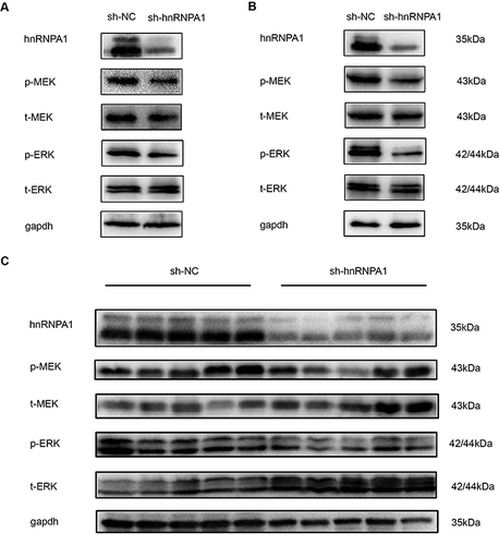 Figure 6 HnRNPA1 regulates the activity of MEK/ERK pathway in HCC. (A and B). Down regulation of hnRNPA1 reduces phosphorylation level of MEK/ERK pathway in HepG2 (A) and Huh7 (B). (C). Down regulation of hnRNPA1 reduces phosphorylation level of MEK/ERK pathway in vivo experiment (n = 5).