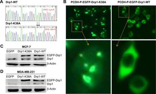 Figure 3 Characterization of Drp1-WT and Drp1-K38A cell lines.