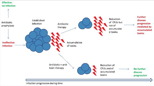 Figure 1. Expected mechanism of action of anti-toxin antibody-based biologics in conjunction with antibiotic therapy. Antibiotic prophylaxis may prevent a S. aureus infection (blue spheres). Once an infection is established toxins accumulate in the tissues. Antibiotic therapy alone may not be able to effectively block disease progression mediated by accumulated toxins even if it is able to reduce bacterial counts. A combined anti-toxin/antibiotic therapy may be able to both reduce CFUs and neutralize toxin activity blocking disease progression. This mechanism may be particularly relevant in diseases such as S. aureus pneumonia in which toxins play a key role and disease reaches its acute phase quickly.