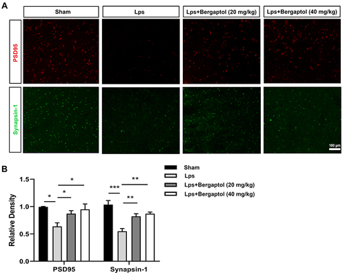 Figure 4 Effects of Bergaptol treatment on synaptic-related proteins. (A) The effect of Bergaptol on synaptic-related proteins in the hippocampus of mice was detected by immunofluorescence staining. The scale bar was 100 μm. (B) Statistical results of immunofluorescence intensity. Bergaptol treatment significantly improved the LPS-induced reduction of PSD-95 and synapsin-1. The results are expressed as mean ± SEM (n=3). *P < 0.05, **P < 0.01 and ***P < 0.001 as compared with the LPS group.