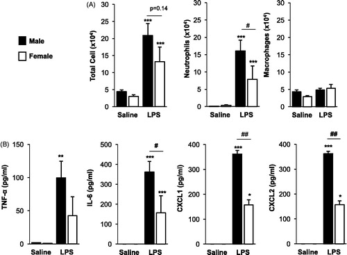 Figure 1. Airway inflammatory cell influx and cytokine/chemokine response following repetitive LPS exposure is reduced in female mice. Male and female mice received intranasal inhalation of saline or LPS (100 ng) daily for 3 weeks and bronchoalveolar lavage fluid was collected 5 h following final exposure. Bar graphs depict mean (±SE) of (A) total cells, neutrophils, and macrophages, and (B) cytokine/chemokine levels. N = 8 mice/treatment group from two independent experiments. Significant difference (*p < 0.05, **p < 0.01, ***p < 0.001) vs. matched saline; significant differences between male and female denoted by line (#p < 0.05, ##p < 0.01).