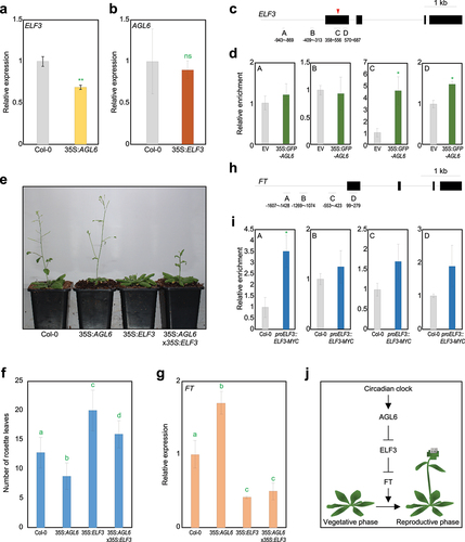 Figure 1. AGL6 directly represses ELF3 in the control of floral transition. A ELF3 expression in wild-type and 35S:AGL6 plants. b AGL6 expression in wild-type and 35S:ELF3-YFP plants. In a and b, eight-day-old seedlings grown under long-day (LD) conditions were harvested at ZT13 for total RNA isolation. Transcript accumulation was analyzed by RT-qPCR. The eIF4a gene was used as an internal control. Data indicate mean ± SEM. Asterisks indicate statistically significant differences (**p < .01; ns, not significant; Student’s t-test). c Structure of ELF3 gene. Black lines above the labels indicate regions amplified by quantitative PCR (qPCR) following chromatin immunoprecipitation (ChIP). Black boxes indicate exons. Red arrowhead represents degenerated CArG-box motif. d Enrichment of AGL6 in ELF3 locus. Arabidopsis protoplasts isolated from 2-week-old seedlings were transfected with 35S:GFP-AGL6 construct and empty vector control. Values obtained from control plants were set to 1 after normalization against eIF4a. Data indicate mean ± SEM. Asterisks indicate statistically significant differences (*p < .05; Student’s t-test). e Flowering phenotype of wild-type, 35S:AGL6, 35S:ELF3-YFP (35S:ELF3), and 35S:AGL6 × 35S:ELF3-YFP under LD condition. f Measurement of rosette leaf numbers. Flowering time was measured by counting the total number of rosette leaves at flowering initiation. Data indicate mean ± SEM. Statistically significant differences were determined using one-way analysis of variance (ANOVA), followed by Newman–Keuls’s post hoc test. Different letters indicate significant differences (*p < .05). g FT expression in wild-type, 35S:AGL6, 35S:ELF3-YFP (35S:ELF3), and 35S:AGL6 × 35S:ELF3-YFP. Eight-day-old seedlings grown under long day condition were harvested at ZT9 for total RNA isolation. Data indicate mean ± SEM. Statistically significant differences were determined using one-way analysis of variance (ANOVA), followed by Newman–Keuls’s post hoc test. h Structure of FT gene. i Enrichment of ELF3 in FT locus. Data indicate mean ± SEM. Asterisks indicate statistically significant differences (*p < .05; Student’s t-test). j Proposed model showing regulation of floral transition by AGL6. AGL6 directly represses ELF3 expression, which in turn directly represses FT expression. The AGL6-ELF3 module is likely related to circadian-regulated flowering responses.