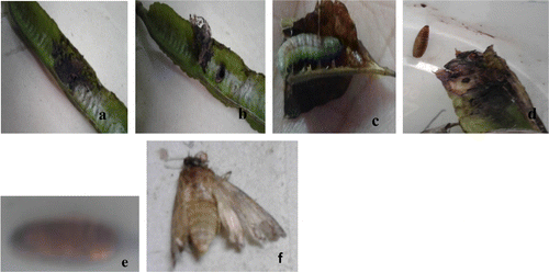 Figure 5. Devastation of pods of S. alata by pod borer: (a–b) pod borer, (c) worm coming out of the pod, (d–e) reared cocoon, (F) adult.