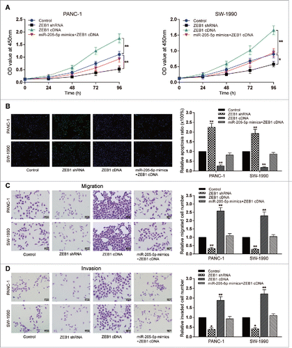 Figure 5. MiR-205-5p reversed ZEB1-induced proliferation, decrease of apoptosis rate, migration, and invasion of PC cells (A) CCK-8: PANC-1/SW-1990 cell viability could be promoted by ZEB1 cDNA while suppressed by ZEB1 shRNA; (B) TUNEL: PANC-1/SW-1990 cell apoptosis could be reduced by ZEB1 cDNA while enhanced by ZEB1 shRNA; (C) Transwell: PANC-1/SW-1990 cell migration could be promoted by ZEB1 cDNA while suppressed by ZEB1 shRNA; (D) Transwell: PANC-1/SW-1990 cell invasion could be promoted by ZEB1 cDNA while suppressed by ZEB1 shRNA. (*P < 0.05, **P < 0.01, compared with control group).