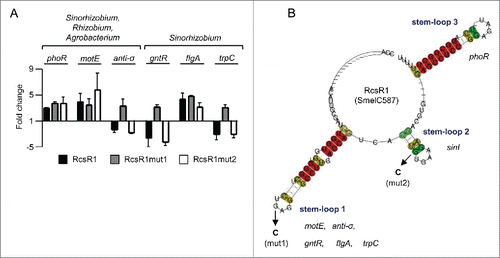 Figure 3. Stem-loop 1 of RcsR1 plays a role in conserved interactions. (A) Verification of predicted conserved targets by determination of fold changes in mRNA levels upon overproduction of RcsR1 and its derivatives RcsR1mut1 and RcsR1mut2 in S. meliloti 2011. For target prediction we used either genomic sequences of Sinorhizobium, Rhizobium and Agrobacterium strains, or only sequences of Sinorhizobium strains (indicated above the panel). The analyzed mRNAs are also indicated. The mRNA levels were determined by qRT-PCR. The levels in the EVC were set to 1, and fold changes in the overproducing strains were calculated. Shown are results from 3 (RcsR1) or 2 (RcsR1mut1 and RcsR1mut2) independent experiments with technical duplicates (means and error bars depicting the standard deviation). The experiments were performed with RNA from cells grown at 30°C to an OD600 of 1.0. (B) Predicted secondary structure of RcsR1 homologs. The LocARNA color annotation shows the conservation of base pairs.Citation30 Mutations in the RcsR1 derivatives RcsR1mut1 (mut1 mutation G46C in stem-loop 1) and RcsR1mut2 (mut2 mutation G69C in stem-loop2) are depicted. Target mRNAs predicted to interact with each of the stem-loops are indicated. anti-σ, sm2011_c01420 encoding the anti-σE1 factor; gntR, sm2011_c00490 encoding a GntR-type transcription regulator. The other mRNAs are indicated as annotated.