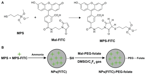 Figure 1 Schematic diagram of the preparation of nanoparticles-(fluorescein isothiocyanate)-polyethylene glycol-Folate (NPs[FITC]-PEG-Folate) particles. (A) The maleimide end of maleimide-FITC (Mal-FITC) reacts with thiol groups of 3-mercaptopropyltrimethoxysilane (MPS) to form stable thioester linkages. (B) Folate was activated with ethyl(dimethylaminopropyl) carbodiimide/N-hydroxysuccinimide and reacted with NH2-PEG-maleimide to form a reactive intermediate (maleimide-PEG-Folate), then the NPs(FITC) particles react with maleimide-PEG-Folate to produce NPs(FITC)-PEG-Folate particles.Abbreviations: C3F8, octafluoropropane; DMSO, dimethyl sulfoxide.