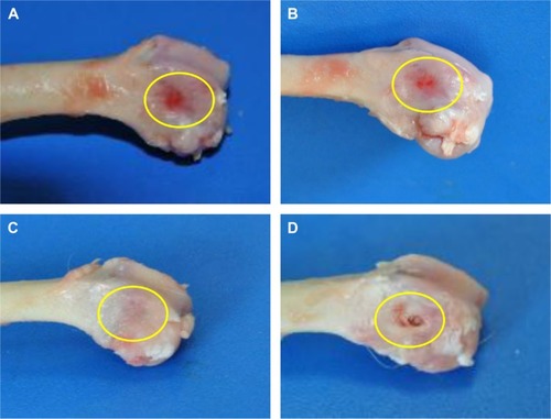 Figure 7 Photos of MWC scaffolds implanted into the femoral defects (yellow circle) of rabbits for 4 (A), 8 (B), and 12 (C) weeks and WP scaffolds implantation for 12 (D) weeks.Abbreviations: MWC, nano magnesium phosphate/wheat protein composite; WP, wheat protein.
