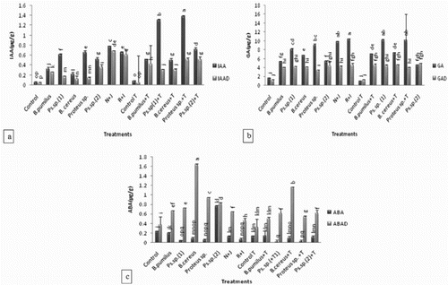 Figure 3. Effect of l-tryptophan and PGPR on phytohormones content (a) IAA, (b) GA and (c) ABA of rhizosphere soil of maize under drought-stressed conditions. All such means which share a common English letter are similar, otherwise they differ significantly (p = .05). Detail of treatments as in Figure 1.