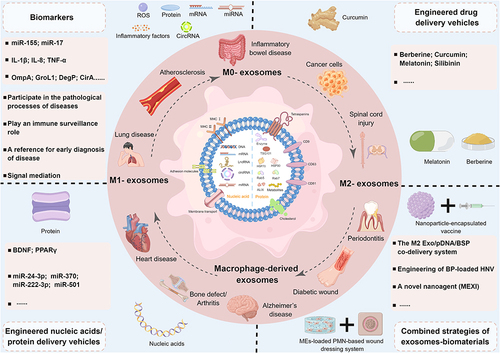 Figure 4 The biogenesis, biological functions, and applications of macrophage-derived exosomes. By Figdraw.