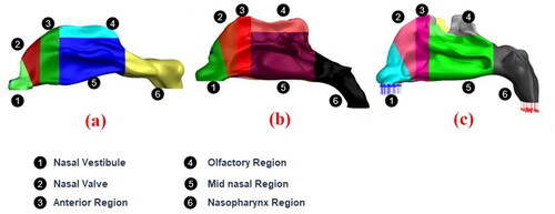 Figure 4. Regional divisions in the nasal cavity for (a) neonate, (b) infant, and (c) adult.