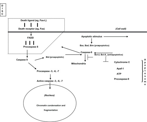 Figure 2 Apoptotic cell pathways: death receptor or extrinsic pathway (Fas/FADD/Caspase 8/3) and mitochondrial pathway or intrinsic pathway (Cytochrome C/Apaf-1/ Caspase 9).Simplified and adapted from Nijhawan et al.Citation57