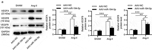 Figure 6. MiR-194-5p upregulation inhibits VEGF pathway in Ang-II-treated mice. (a) Protein levels of genes (VEGFA, VEGFB and VEGFR) involved in the VEGF signaling pathway were quantified by western blotting in retinal tissues of sham-operated mice and Ang-II-treated mice after injection with AAV-NC or AAV-miR-194-5p was examined by western blotting. n = 10 mice/group. *p <0.05, ** p <0.01, *** p <0.001.