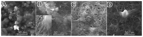 Figure 5 Scanning electron micrographs of human umbilical vein endothelial cells cultured on PGA/gelatin scaffolds (2000× magnification). (A) Pure PGA, (B) PGA/10 wt% gelatin, (C) PGA/30 wt% gelatin, and (D) PGA/50 wt% gelatin.Figure 6 Scanning electron micrographs of human umbilical artery smooth muscle cells cultured on PGA/gelatin scaffolds (2000× magnification). (A) Pure PGA, (B) PGA/10 wt% gelatin, (C) PGA/30 wt% gelatin, and (D) PGA/50 wt% gelatin.Abbreviation: PGA, polyglycolic acid.Display full sizeAbbreviation: PGA, polyglycolic acid.