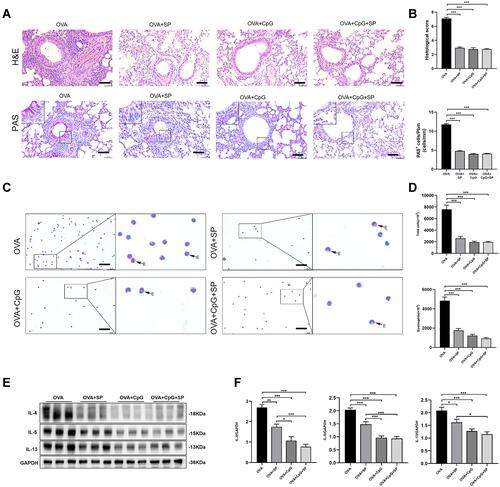 Figure 5 The effect of JNK antagonist SP600125 on OVA-induced allergic airway inflammation. (A) Lung sections from OVA, OVA + SP600125, OVA + CpG-ODN and OVA + CpG-ODN + SP600125 group were stained with H&E to analyze cell infiltration and periodic acid-Schiff (PAS) to evaluate mucus production. The scale bar is 50 μm. (B) The extent of peribronchial inflammation stained by HE, airway mucus secretion and goblet cell hyperplasia stained by periodic acid-Schiff (PAS) staining were scored. (C) Representative stained BALF cell smears and BALF cellularity from OVA, OVA + SP600125, OVA + CpG-ODN and OVA + CpG-ODN + SP600125 group. E-eosinophil. The scale bar is 25 μm. (D) Quantification of the level of total and Eosinophils in BALF. (E) Representative blots showed the expression of IL-4, IL-5 and IL-13 in lung extracts. (F) Quantification of the level of IL-4, IL-5, and IL-13 referencing to GAPDH. Data were expressed as mean ± SEM of six mice per group. *p < 0.05, **p < 0.01, ***p < 0.001.