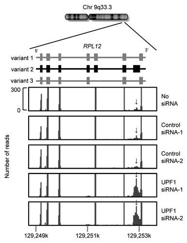 Figure 2. Typical changes in the relative abundances of alternatively splice variants of RPL12. A chromosome diagram is shown in the upper position. Three splice variants transcribed from RPL12 gene are shown in the middle. Variant 2 (middle) is a known NMD target. Mapping data of RNA-seq tags using a Genome Analyzer (Illumina) is shown at the bottom. Block-like shadows indicate piling of RNA-seq tags. Arrows indicate the exon, contained only in splice variant 2, with increased RNA-seq tag piling in response to UPF1 depletion.