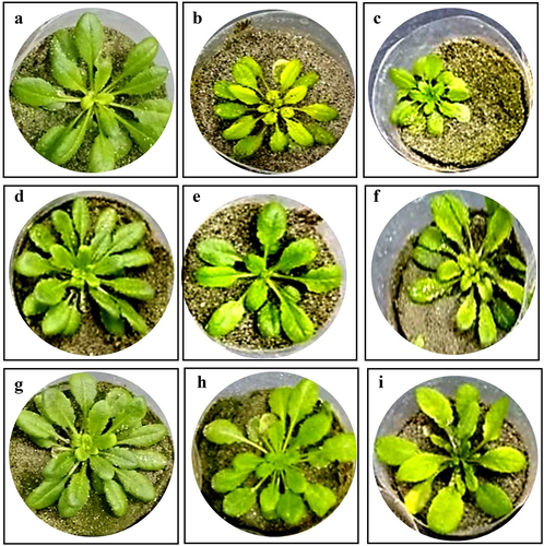 Figure 1. Representative picture of Arabidopsis plant under Ni stress (a) water control (b) 1.5 mM Ni, (c) 2.5 mM Ni, (d) M. morganii ABT3 inoculation, (e) M. morganii ABT3 + 1.5 mM Ni, (f) M. morganii ABT3 + 2.5 mM Ni, (g) M. morganii ABT9 inoculation, (h) M. morganii ABT9 + 1.5 mM Ni, (i) M. morganii ABT9 + 2.5 mM Ni.