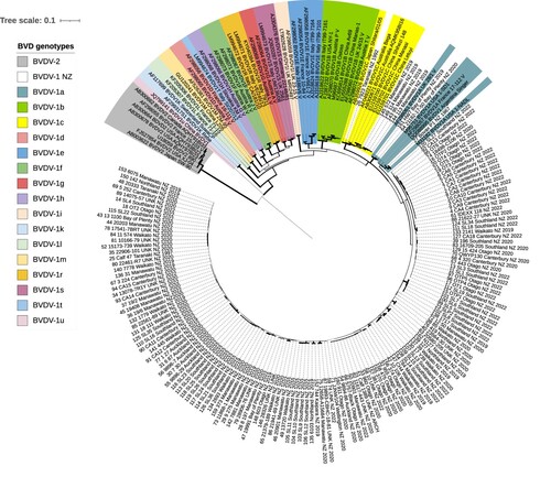 Figure 1. Phylogenetic analysis of partial bovine viral diarrhoea virus (BVDV) 5′ UTR sequences (n = 205) identified in New Zealand (BVDV-1) and international BVDV sequences sourced from Genbank, showing the optimal tree produced by evolutionary analyses on a dataset with 239 positions conducted in MEGA11 (Tamura et al. Citation2021). The evolutionary history was inferred using the unweighted pair group method with arithmetic mean (UPGMA). The percentage of replicate trees in which associated taxa clustered together in the bootstrap test (1,000 replicates) are proportional to the width of the branches. The evolutionary distances (units = base substitutions per site) were computed using the Kimura 2-parameter method. Rate variation among sites was modelled with a gamma distribution (shape parameter = 0.27). All positions with less than 90% site coverage were eliminated, i.e. fewer than 10% alignment gaps, missing data, and ambiguous bases were allowed at any position (partial deletion option).