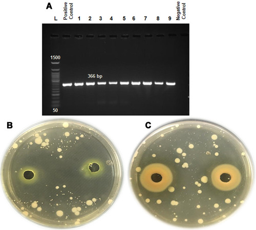 Figure 4 (A) The qacH gene in L. monocytogenes-tolerant strains conferred resistance to QAC disinfectants. (B, C) Agar-well diffusion assay showed inhibition zones for susceptible and resistant L. monocytogenes strains.