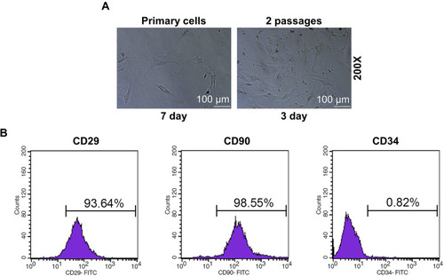 Figure 2 BMSCs were isolated and identified. (A) Cell morphology of primary and BMSCs of passage 2 (Magnification ×200). (B) The expressions of the biomarkers in BMSCs were detected by flow cytometry. All the experiments were conducted in triplicate.