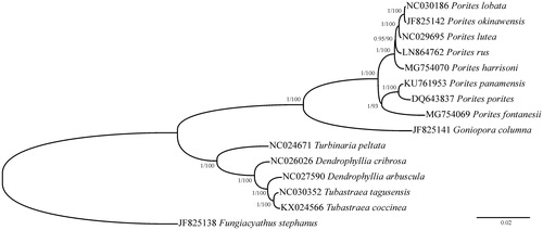 Figure 1. Phylogenetic reconstruction based on complete mitochondrial genomes of Porites fontanesii and other Scleractinia. Numbers at nodes represent Bayesian posterior probabilities and maximum likelihood bootstrap values. Fungiacyathus stephanus was selected as an outgroup.