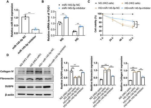 Figure 5. Inhibition of miR-145-55 significantly reduces the fibrosis characteristics in HG-treated HK2 cells. (A) Expression of miR-145-5p was significantly reduced by its inhibitor transfection. (B) TUG1 expression increased in NG and HG culture after miR-145-5p was inhibited; (C) cell viability of HK2 of miR-145-5p NC and miR-145-5p inhibitor under HG condition; (D) protein expressions of DUSP6, Collagen IV and fibronectin in miR-145-5p NC and miR-145-5p inhibitor group under HG condition.