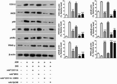Figure 4. Multiple mAbP CO17-1A × BR55 inhibit the inflammation in AOM/DSS-induced colorectal tumor. Inflammation was determined by Western blot. An equal amount of total protein (30 μg/lane) was subjected to 12% SDS-PAGE. Expression of COX-2, iNOS, p50, p65, pIκBα, PPARγ and β-actin were detected by Western blot using specific antibodies. Here, β-actin protein was used as an internal control. ***P < .001, **P < .01 and *P < .05 indicate a significant difference from the negative control group.
