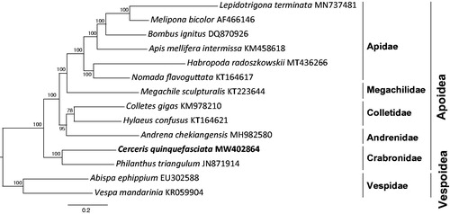 Figure 1. Phylogenetic analysis of 12 Apoidea species and two Vespoidea species (as outgroup) based on concatenated nucleotide sequence from 13 mitochondrial protein coding genes and 2 rRNAs. Each species involved in the tree has scientific name with accession number on the right side.