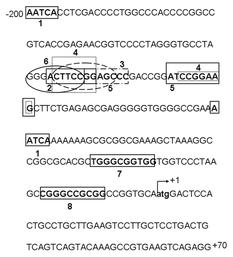Figure 1. Transcription factor binding sites of the CIP2A proximal promoter. The 5′ flanking region of the CIP2A promoter is shown with the transcription start site (TSS) indicated at +1. The sequence has been numbered from the TSS. The following potential transcription factor binding sites were identified: 1, Glucocorticoid receptor α; 2, Retinoic acid receptor α; 3, Pax5; 4, Ets1; 5, Elk1; 6, NF-κB; 7, Sp1; and 8, AP-2—using the ALGEN-PROMO or Ali-baba 2.0 computational software. The region between −171 and −95 has Ets1/Elk1 palindromic binding sites, which are important for basal expression of human CIP2A.