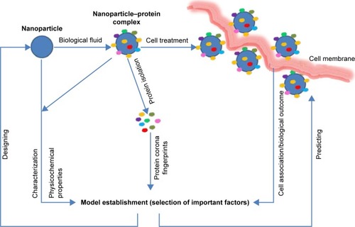 Figure 2 A scheme for the establishment of predictive model.Note: From the model, biological responses can be predicted without further experiments, and highly expressed receptors can be identified from the most influencing proteins, providing data for NP design.Abbreviation: NP, nanoparticle.