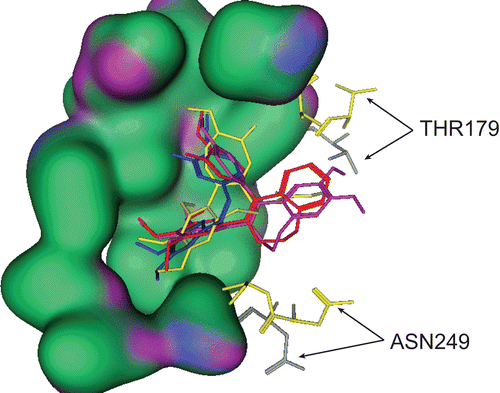 Figure 3.  Docked poses of benzoxepins 11g (red) and 11j (pink) in tubulin overlayed by backbone with docked poses of CA-4 (blue) and colchicine (yellow). 1SA0, yellow; 1SA1, gray.