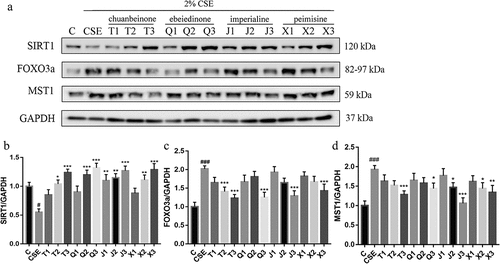 Figure 8. Effect of four alkaloids on the expression of SIRT1/FOXO3a signaling pathway-related proteins in 2% CSE-induced A549 cells. (a-d) the expression of SIRT1, FOXO3a and MST1 proteins in 2% CSE-induced A549 cells was analyzed by western blotting after incubation with four different concentrations of alkaloids for 24 h, and GAPDH was the reference protein. C: control; CSE: 2% CSE; T1-T3: 5, 10, 20 μM chuanbeinone; Q1-Q3: 5, 10, 20 μM ebeiedinone; J1-J3: 5, 10, 20 μM imperialine; X1-X3: 5, 10, 20 μM peimisine. n = 3, #p < .05, ###p < .001 vs. The control group, *p < .05, **p < .01, ***p < .001 vs. The CSE group.