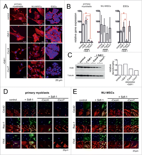 Figure 3. Sdf-1 impact at actin, FAK, Rac-1 and Cdc42 in in vitro cultured primary myoblasts, WJ-MSCs, and ESCs. (A) Immunolocalization of actin (red - actin, blue - chromatin). (B) The level of mRNA encoding actin. Obtained data is presented as mean ± standard deviation. Student's non-paired t-test was used for statistical analyses. Asterisk marks significant differences (P < 0.05). (C) Western blotting of actin in ESCs. (C) Localization of FAK, Rac-1 and Cdc42 in primary myoblasts (blue – chromatin, red – immunolocalization of actin, green – immunolocalization of studied proteins). (D) Localization of FAK, Rac-1 and Cdc42 in WJ-MSCs (blue – chromatin, red – immunolocalization of actin, green – immunolocalization of studied proteins).