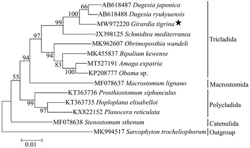 Figure 1. Maximum-likelihood tree based on 12 PCGs of 13 free-living flatworms by using MEGA X (bootstrap values based on 1000 replicates).
