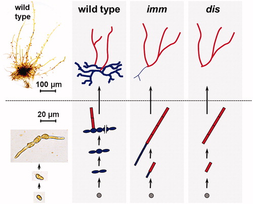 Figure 5. Phenotypes of the Ectocarpus immediate upright (imm) and distag (dis) mutants during the sporophyte generation. Schematic representations of development from a single initial cell with apical and basal tissues in red and blue, respectively. Wild type individuals produce an extensive network of basal filaments before producing upright (apical) filaments, whereas the imm mutant only produces a small rhizoid and the dis mutant completely lacks basal tissues.