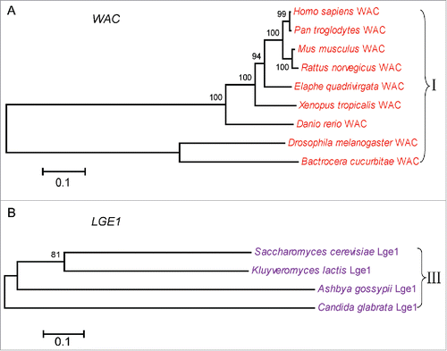 Figure 3. Multiple species phylogenetic tree of WAC and Lge1. The procedure to constuct the phylogenetic tree were the same to that of RNF20.