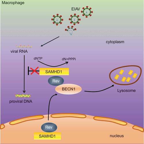 Figure 8. Schematic representation shows the model of Rev-mediated equine SAMHD1 degradation. Equine SAMHD1 limits EIAV replication by its dNTPase activity. However, EIAV Rev degrades equine SAMHD1 through a BECN1-dependent lysosome pathway to overcome equine SAMHD1 restriction