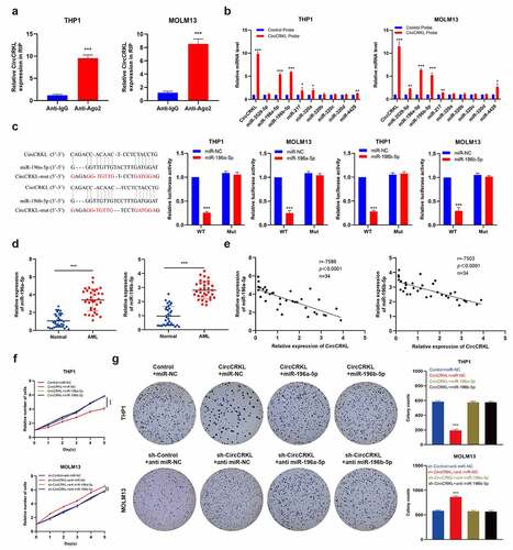 Figure 3. CircCRKL suppresses AML cell proliferation by directly interacting with miR-196a-5p and miR-196b-5p. (a) the RIP assay of circCRKL. (b) the circRIP assay was performed using circFGFR1 and NC probes. (c) A schematic showing the predicted circCRKL and miR-196a-5p/miR-196b-5p binding sites, as well as the mutation of the potential miRNAs-binding sequences in circCRKL. the luciferase activity in the AML cells was co-transfected with a luciferase reporter containing either circCRKL-wt or circCRKL-mut and miR-196a-5p/miR-196b-5p mimics. (d) MiR-196a-5p and miR-196b-5p expression in the AML samples. (e) the correlation between the miR-196a-5p/miR-196b-5p expression and circCRKL levels. (f) the CCK-8 assay of the indicated AML cells. (g) the colony formation assay of the indicated cells. **P < 0.01, ***P < 0.001