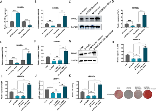 Figure 4 NEAT1 negatively regulated miR-339-5p to inhibit osteogenic differentiation in vitro. (A) miR‑339‑5p expression in hBMSCs transfected with miR mimics and miR inhibitor; (B) RUNX2 mRNA levels were detected by qPCR after transfected with miR‑339‑5p mimics or inhibitor in hBMSCs; (C)Relative protein levels of RUNX2 were examined by Western blotting assay after transfected with miR‑339‑5p mimics or inhibitor in hBMSCs; (D and E) ALPL and OSX mRNA levels were detected by qPCR after transfected with miR‑339‑5p mimics or inhibitor in hBMSCs; (F) RUNX2 mRNA expression was determined by RT-qPCR assay in hBMSCs transfected with si-NC, si-NEAT1, si-NEAT1 plus NC inhibitor and si-NEAT1 plus miR-339-5p inhibitor after osteogenic induction; (G) RUNX2 protein levels were determined by Western blotting assay in hBMSCs transfected with si-NC, si-NEAT1, si-NEAT1 plus NC inhibitor and si-NEAT1 plus miR-339-5p inhibitor after osteogenic induction; (H and I) ALPL and OSX mRNA expressions were determined by RT-qPCR assay in hBMSCs transfected with si-NC, si-NEAT1, si-NEAT1 plus NC inhibitor and si-NEAT1 plus miR-339-5p inhibitor after osteogenic induction; (J) ALP activity assays were carried after osteogenic transduction under different transfection conditions; (K) ARS staining assays were performed following osteogenic transduction under different transfection conditions. ns, no significance, *P < 0.05,**P < 0.01, ***P < 0.001.