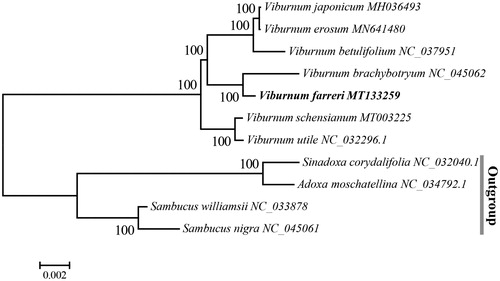 Figure 1. Neighbor-joining (NJ) phylogenetic tree based on 11 complete chloroplast genomes. The numbers above the branches indicate the corresponding bootstrap support values.