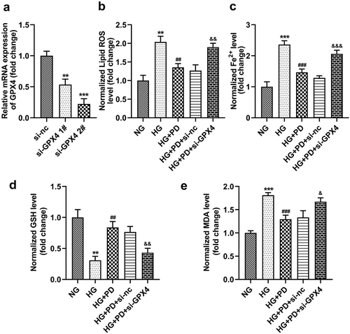 Figure 6. GPX4 knockdown promoted HG-induced ferroptosis. (a) GPX4 was measured after transfection. (b) Lipid ROS production. (c) Iron levels. (d) GSH levels. (e) MDA levels. **P < 0.01 and ***P < 0.001 vs. si-nc or NG group. ##P < 0.01 and ###P < 0.001 vs. HG group. &P < 0.05, &&P < 0.01, and &&&P < 0.001 vs. HG + PD + si-nc group.