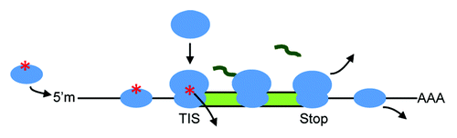 Figure 1. Eukaryotic translation of mRNA. Methylated 5′ cap, 5′m; translation initiation site, TIS (a motif that also includes the start codon); stop codon; ribosomal subunits, ovals; protein-coding ORF, green rectangle; protein, squiggle; polyA, AAA. The asterisk denotes factors that complete the ribosomal preinitiation complex.