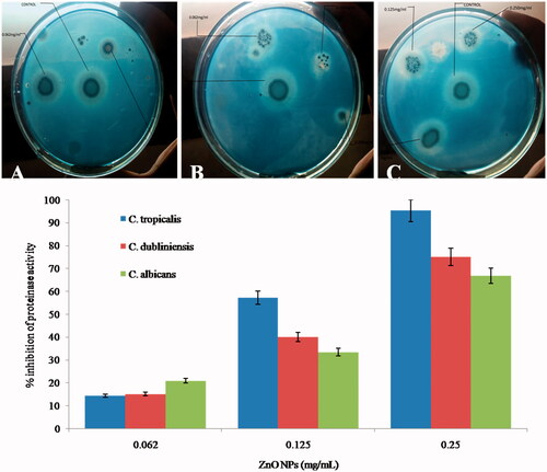 Figure 7. Typical photographs (above images) of yeast carbon base agar plate supplemented with 0.2% BSA showing effect of different concentration of ZnO NPs on proteinase secretion activity of different Candida species. (A), C. tropicalis; (B) C. dubliniensis; (C) C. albicans).