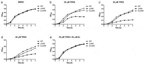 Figure 5. Growth curves of the V. parahaemolyticus strains under Zn-deficient and Zn-replete conditions. (a-d) the strains were grown in LB pretreated with DMSO (a), 30 μM (b), 35 μM (c), or 40 μM TPEN (d). (e) the strains were grown in TPEN (35 μM)-treated LB supplemented with 20 μM Zn. At least three independent experiments were performed for each condition. The data represent the mean ± standard deviations from three wells in an independent experiment.